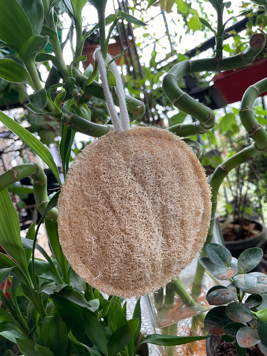 Natural Loofah Round