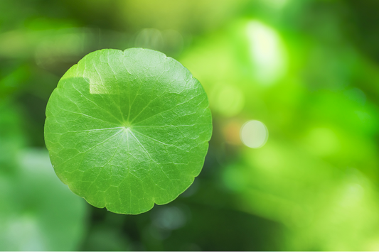 How Blue Tansy and Centella Asiatica Are Your Summer Skin Saviors