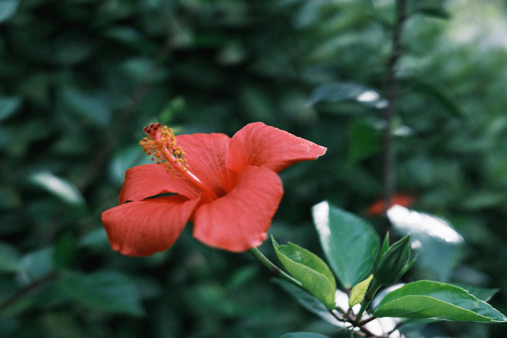 The Remarkable Benefits of Hibiscus for Skin and Hair Care