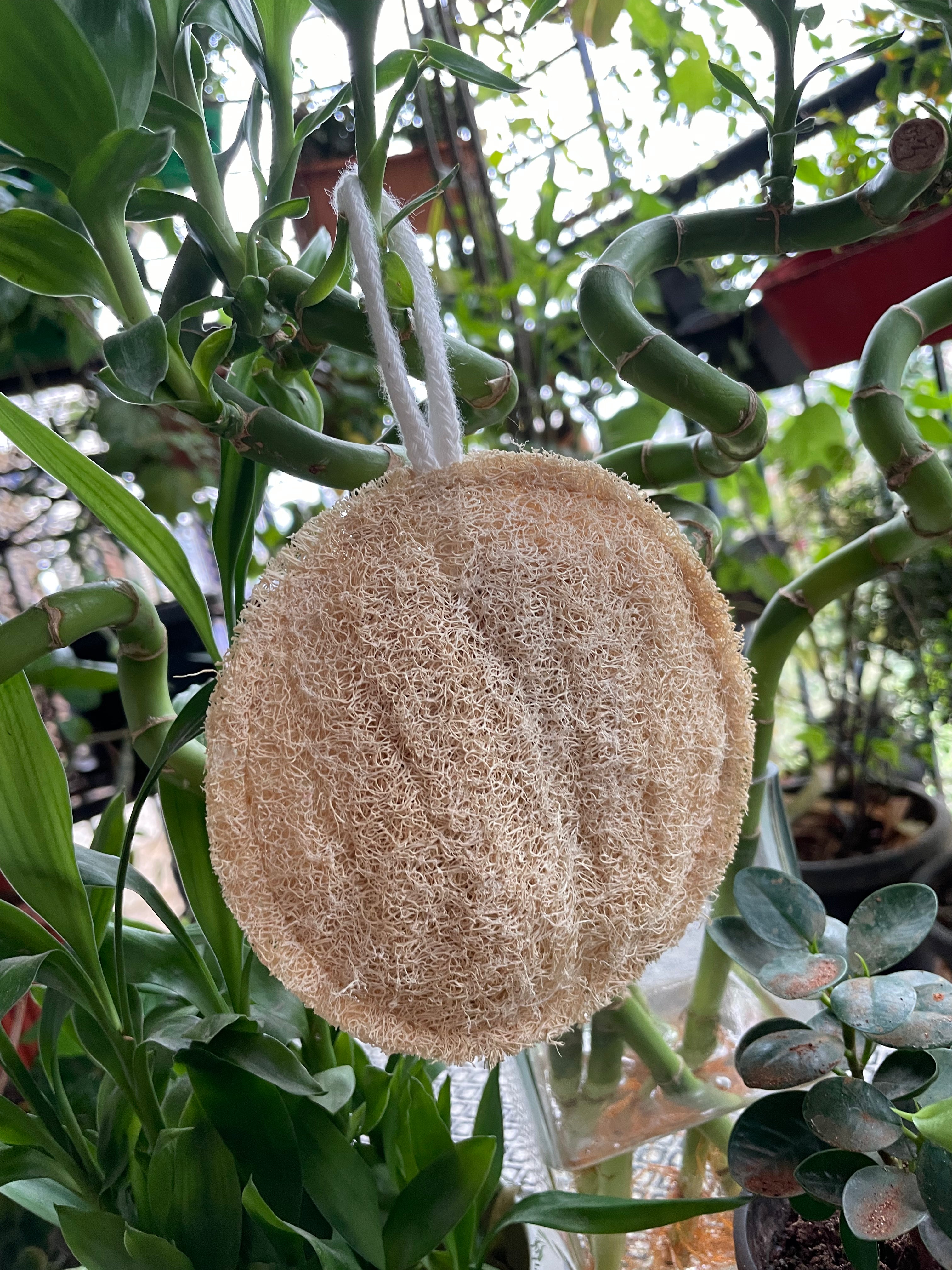 Natural Loofah Round – Life Purified